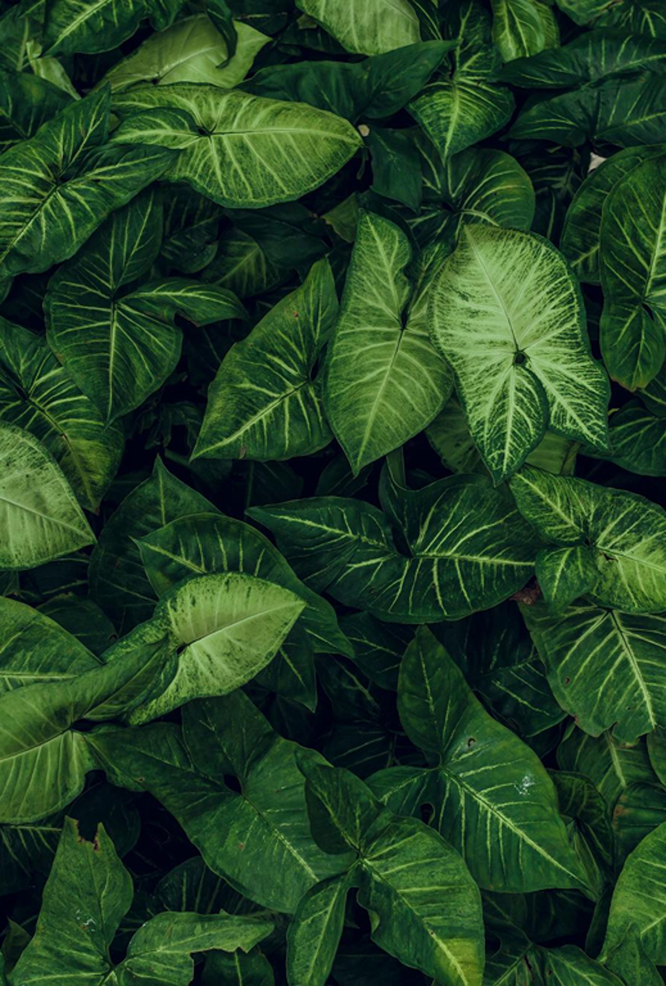 Zaré Medical of San Francisco